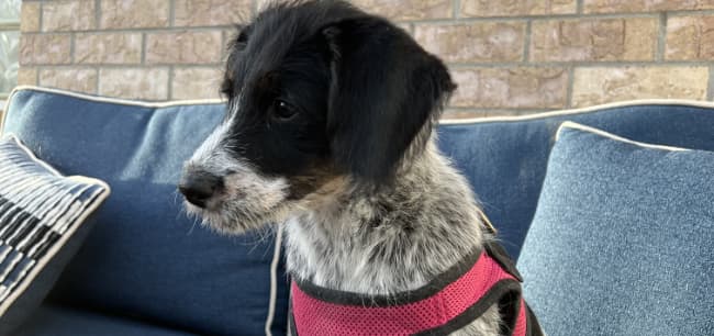 staff therapy-dog growth: Meet Mālie: the Littleton Couples Counseling therapy dog in training: People will tell a dog things they would never feel comfortable telling another human. That’s why we recruited Mālie onto our team.